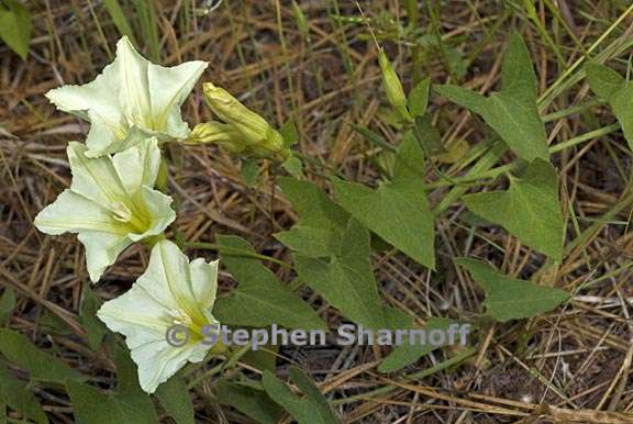 calystegia occidentalis ssp fulcratus 1 graphic